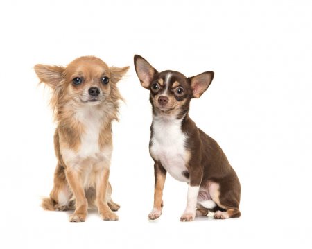 depositphotos_136018684-stock-photo-two-chihuahua-dogs-one-long