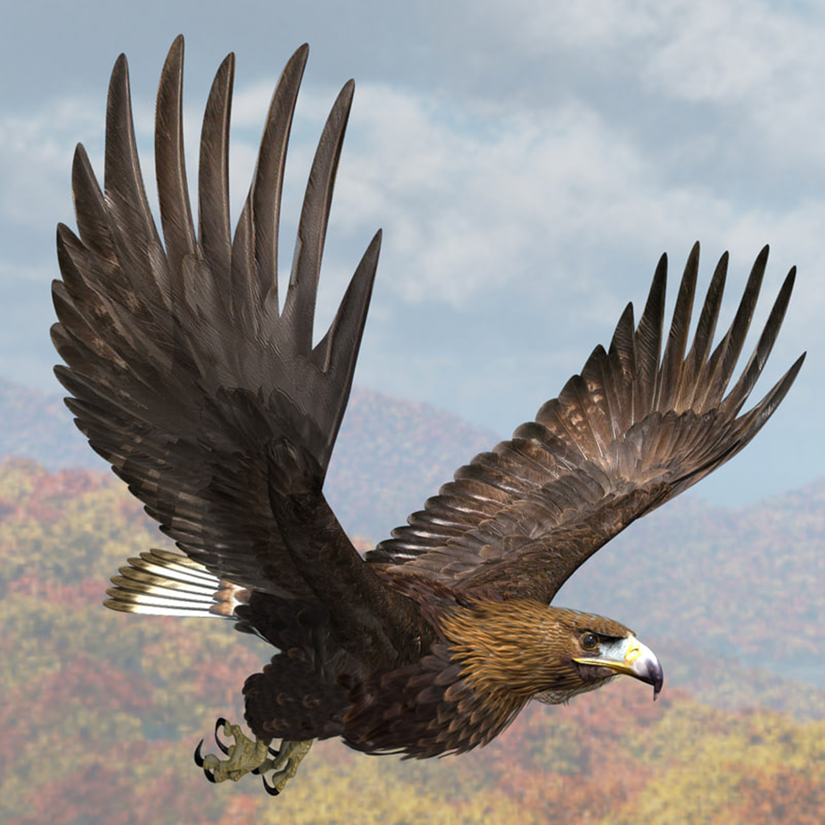 El Águila Real y sus subespecies – Vertebrados, Vida y Costumbres
