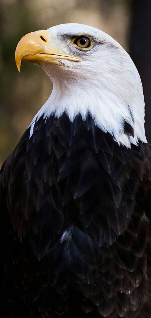Espectacular el Aguila de Cabeza Blanca! – Vertebrados, Vida y Costumbres