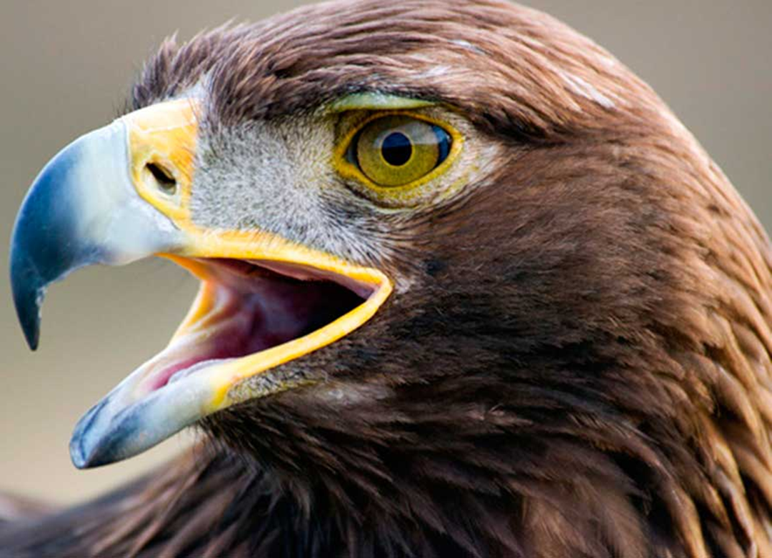 La Renovación del Águila ¡una gran mentira! – Vertebrados, Vida y Costumbres